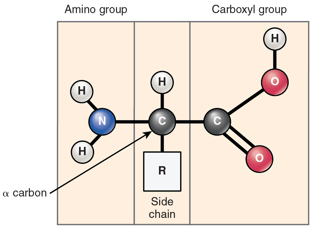 Generalized amino acid structure