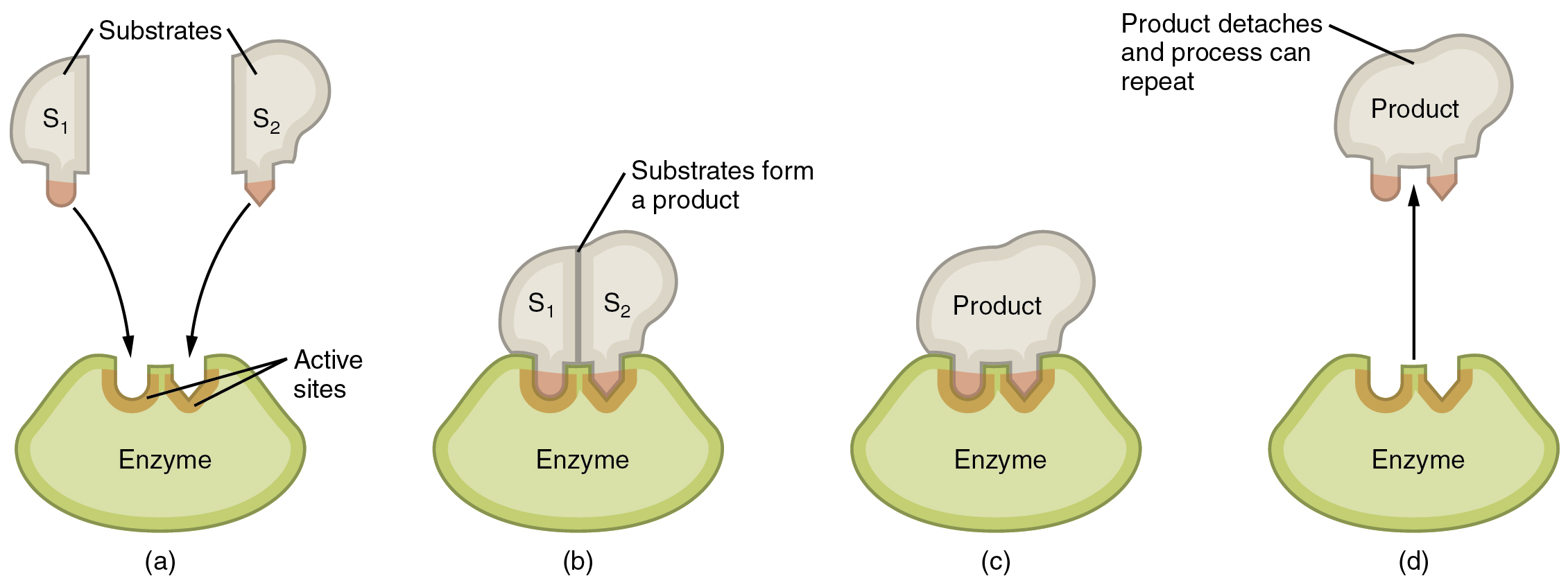 Steps in an enzymatic reaction