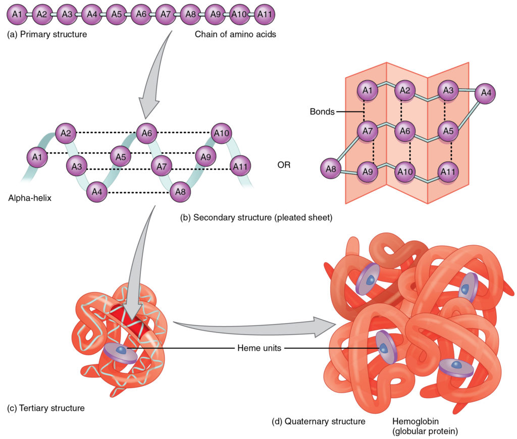 Four levels of protein structure